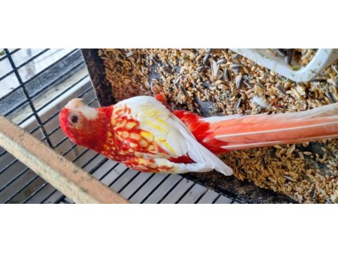 Fiyat açıklamada yazılı rozella papağanı