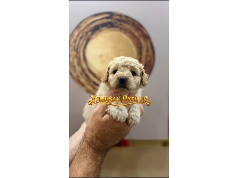 Apricot poodle