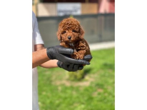 Toy poodle yavruları