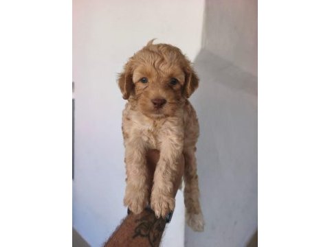 Maltipoo yavruları
