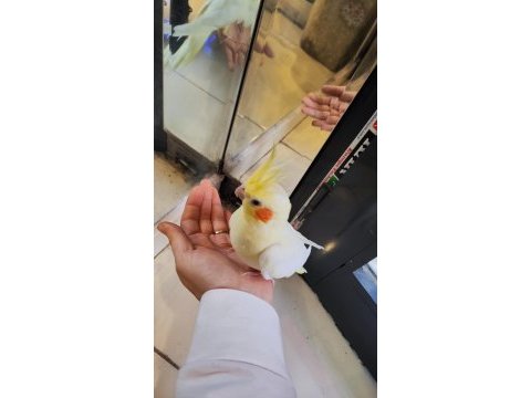 Yavru yetişkin sultan papağanı