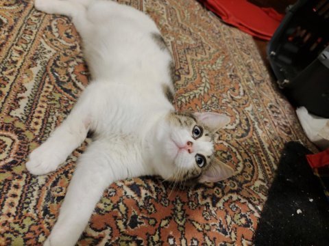 Masum yüzlu kedimiz miki