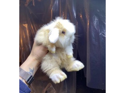 Teddy lop tavşanı sütten kesilenler