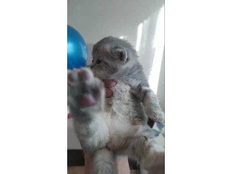 British shorthair