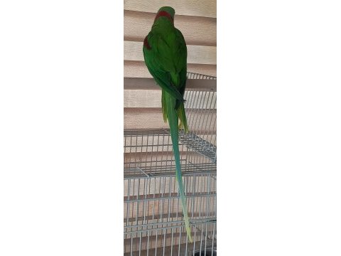 İskender alexander papağanı erkek