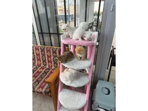 İki aylık british shorthair bebekler