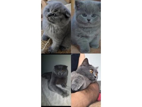 Scottish fold kedilerin yeni yuvalarını arıyoruz