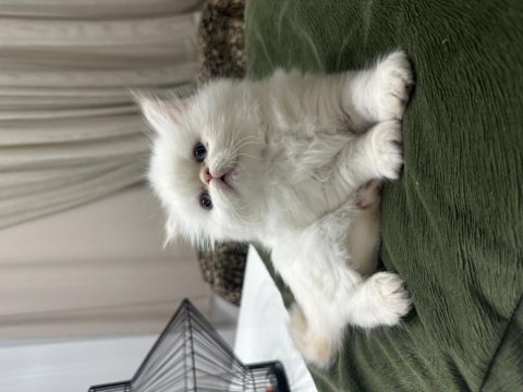Prensle prenses iran kedimiz