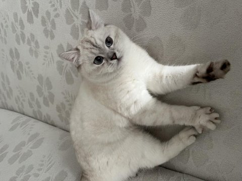 1 yaşında satılık boncuk kedimiz