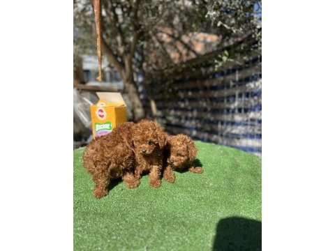 Kore poodle bebekler