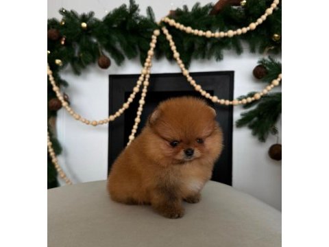 Pomeranian boo yavru köpekler