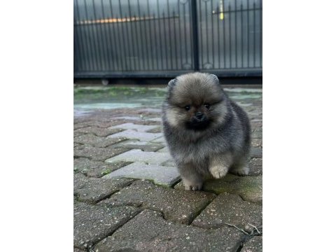 Pamuk şeker köpekler