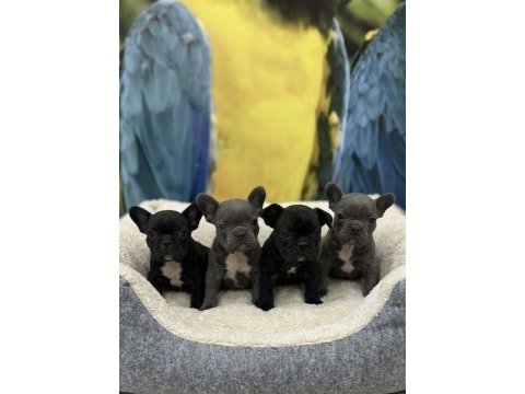 Blue ve siyah french bulldog bebekler