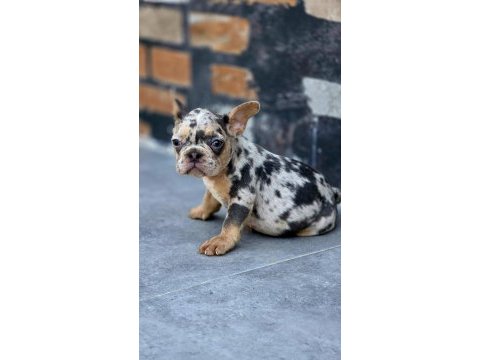 French bulldog blue merle tan isabella carrier dişi 