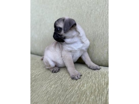 Dişi erkek pug