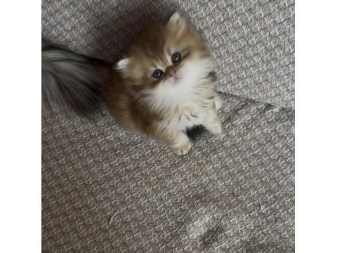 Safkan british longhair yavrular