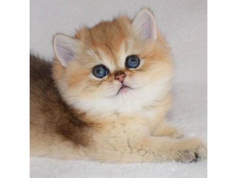British shorthair yavruları