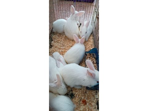 Yeni sütten kesilmiş albino yavru tavşanlar