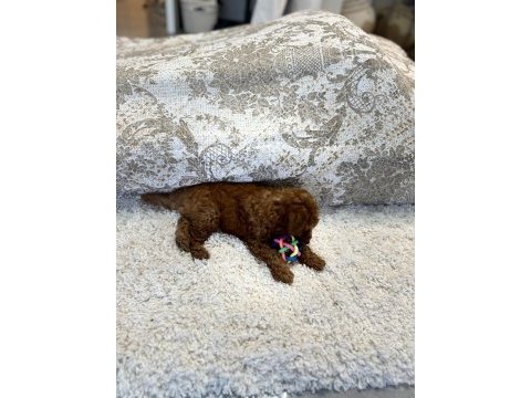 Kore toy ve tea cup poodle