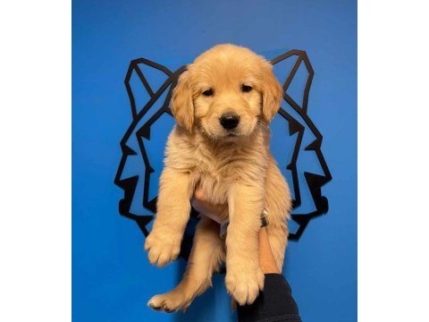 Küt burun golden retriever yavrularımız