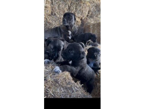 Irk ve sağlık garantili sivas kangal yavrular