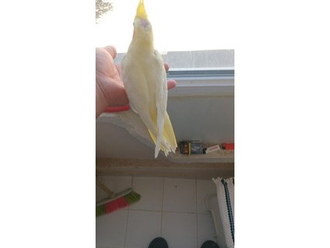 Kuşumuz yavru yeni yem kirmaya basladi