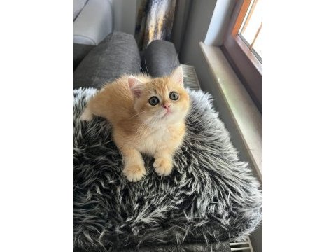 Şecereli golden ny12 dişi british shorthair
