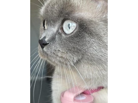 British blue point british shorthair kızıma damat arıyoruz