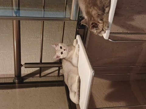 Kendi kedimin british shorthair yavrusudur