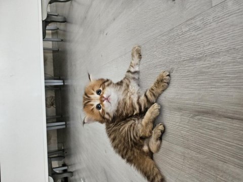 British longhair yavrular