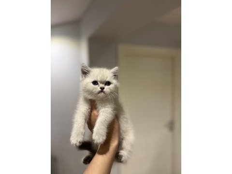 Evinizin neşesi brıtısh shorthair yavrular