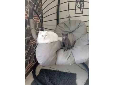 9 aylık oyuncu british shorthair erkek gri