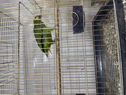 Yavru amazon papağanı