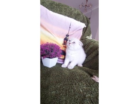 Daha güzel british shorthair yok