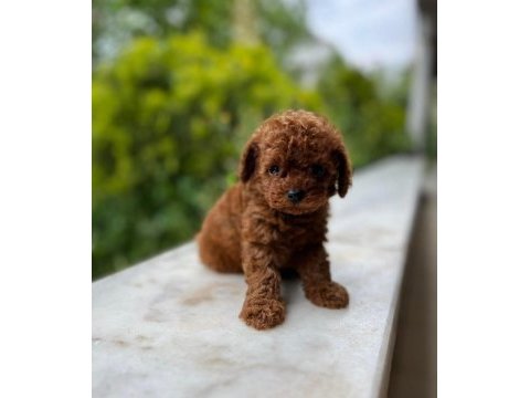 Efsane teacup parmak kadar toy poodle