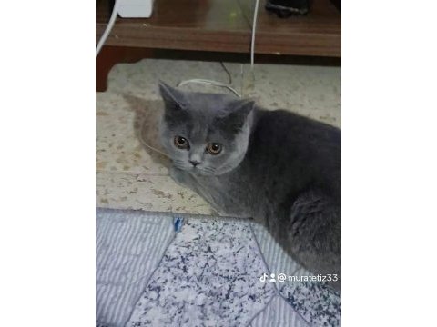 Çok temiz eğitim dişi british shorthair