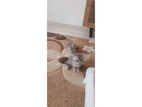 Minik kedilerim