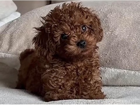 Toy poodle micro