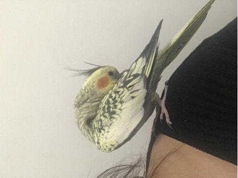 Dişi pearl sultan papağanı