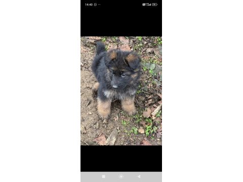Üst seviye alman çoban köpeği yavrular