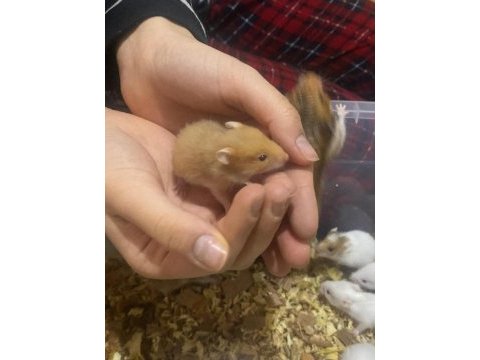 Hamster yavrularımız