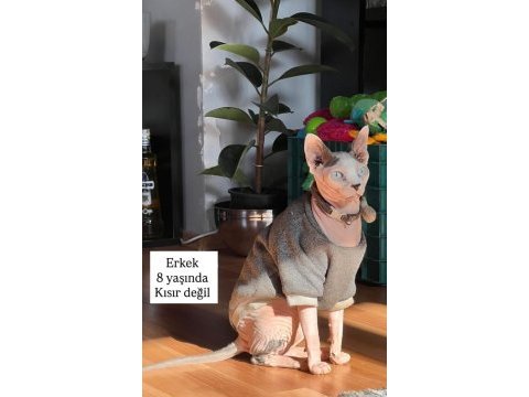 Ücretsiz sphynx erkek