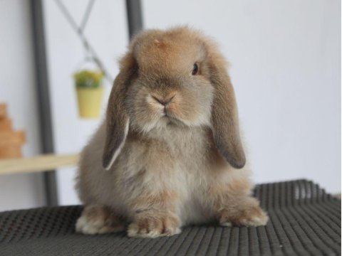 Mini lop otter tavşan