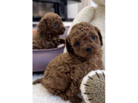 Toy poodle köpeği
