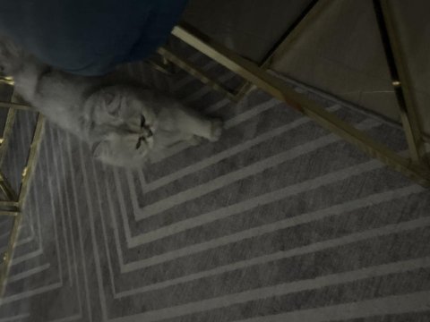 Kedimize iş yoğunluğundan bakamıyoruz