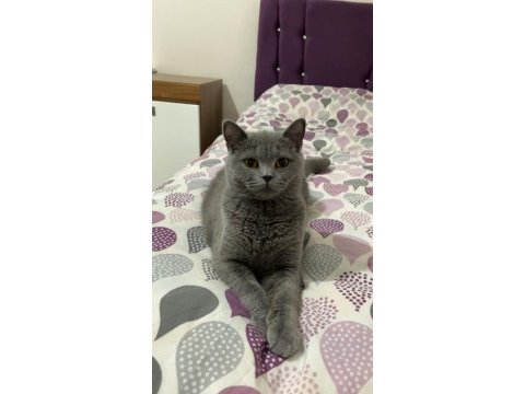 British shorthair kedimi sahiplendiriyorum acil