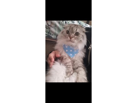 Scottish fold longhair erkek kedimiz