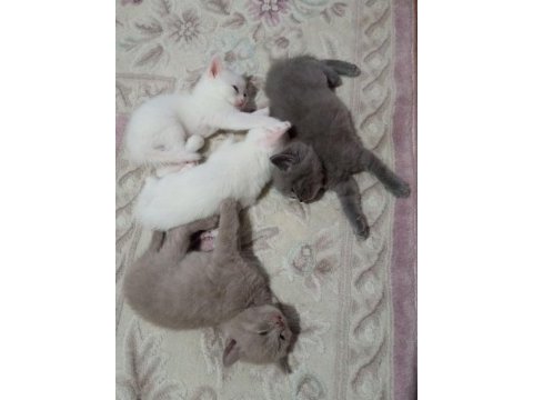 British shorthair bebekler - erkek ve dişi
