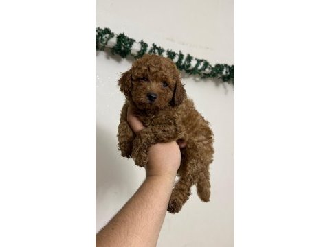 Toy poodle sıfır boy miniklerimiz
