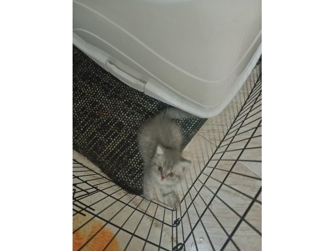 British shorthair silver kedilerimiz sizleri bekliyor